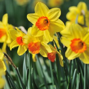 Daffodil (Narcissus) Red Devon