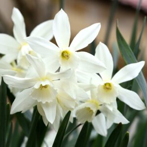Daffodil (Narcissus) Thalia