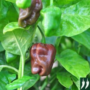 Hot Chili Pepper Onza with brown skin and green leaves