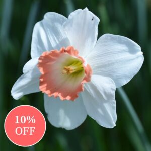 Daffodil (Narcissus) Pink Pride