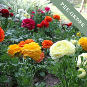 Ranunculus Mix