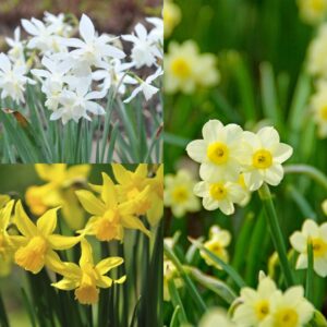 Small Daffodil (Narcissus) for Pots Collection