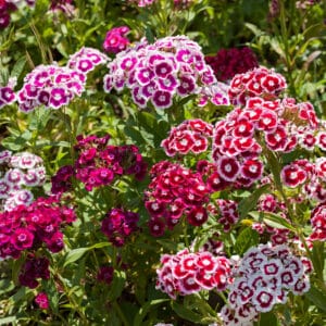 Sweet William (Dianthus barbatus) Indian Carpet Mix