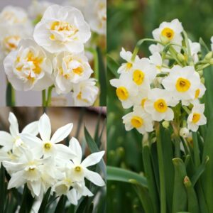 Tall Daffodil (Narcissus) for Pots Collection