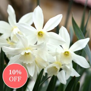Daffodil (Narcissus) Thalia