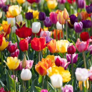 Tulip Triumph Mix