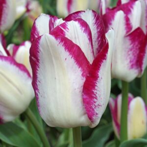 Tulip Affaire