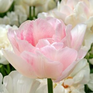 Tulip Angelique