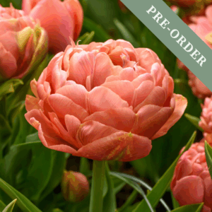 Tulip Copper Image