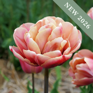 Tulip La Belle Epoque