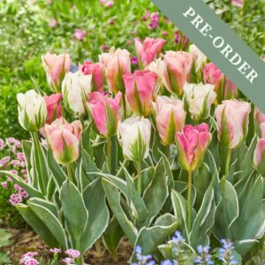 A beautiful selection of pink and white tulips with vibrant green leaves