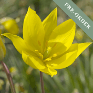 Tulip Sylvestris
