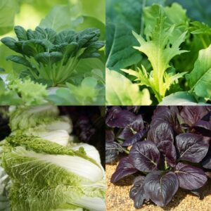 Autumn & Winter Asian Leafy Greens Bundle