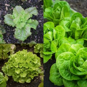 Autumn & Winter Glasshouse Lettuce Bundle
