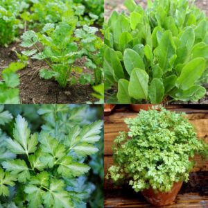 Autumn & Winter Herbs Bundle