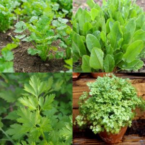 Autumn & Winter Herbs Bundle