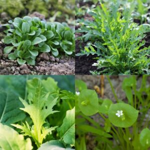 Autumn & Winter Outdoor Salad Bundle