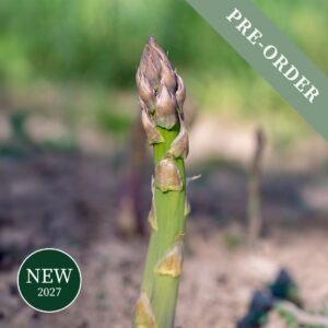 Asparagus Gijnlim F1