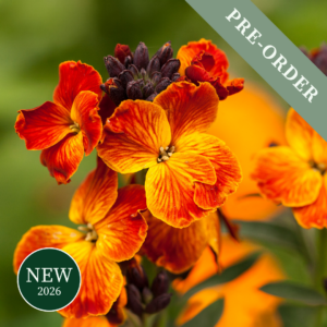 Bare Root Wallflower Fire King (25-30cm)