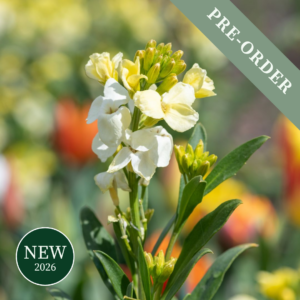 Bare Root Wallflower Ivory White (35-40cm)