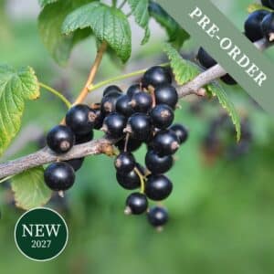 Blackcurrant Ben Sarek (Early)