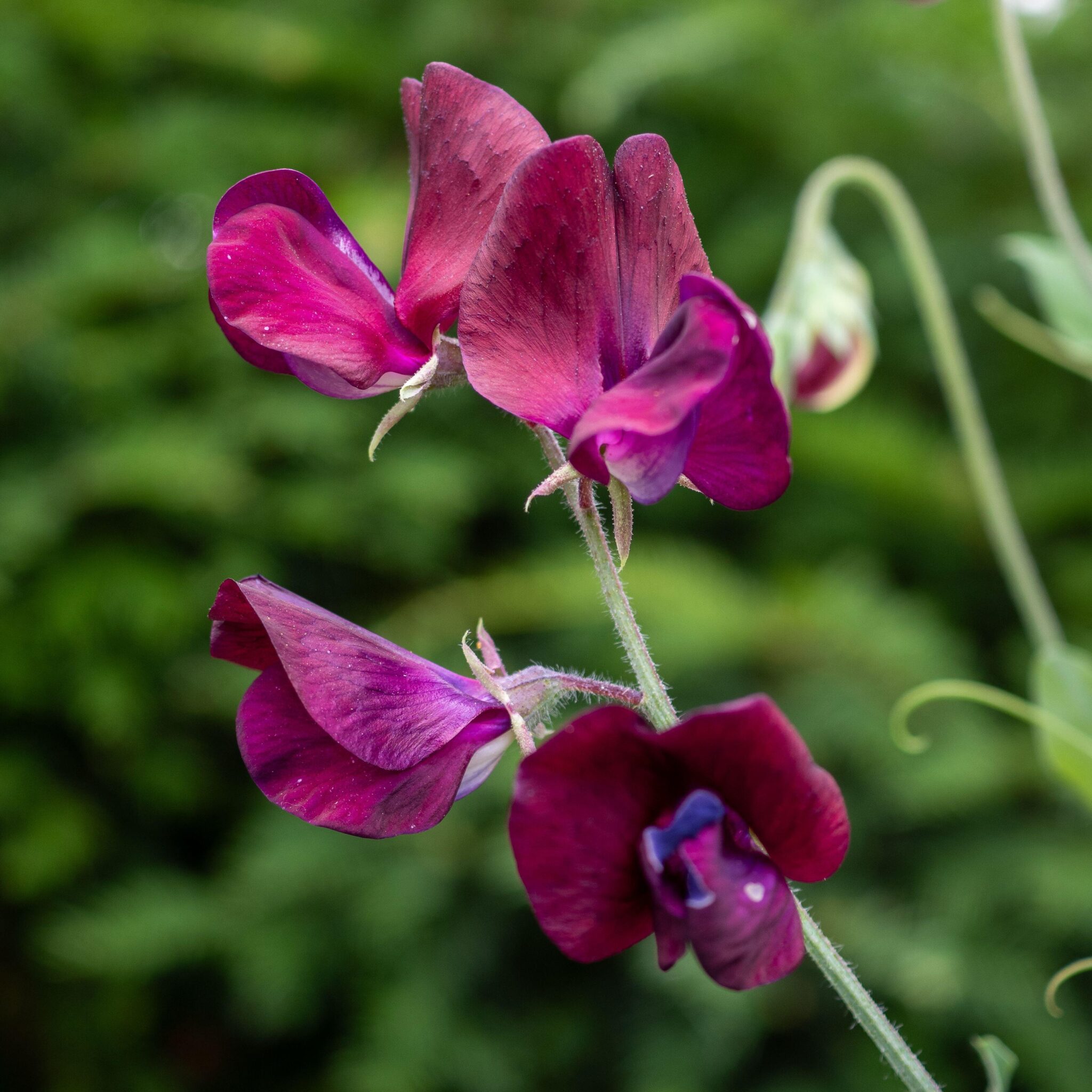Sweet Pea Florist Mix - Image 2