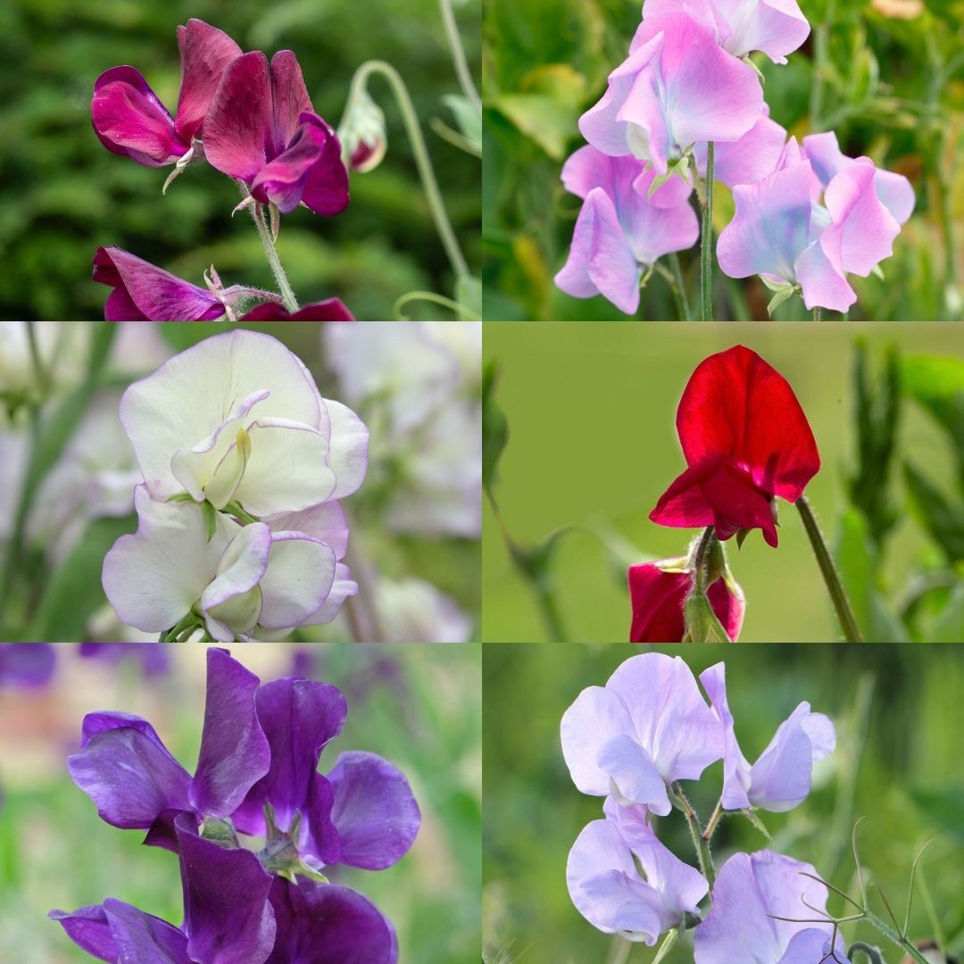 Sweet Pea Florist Mix