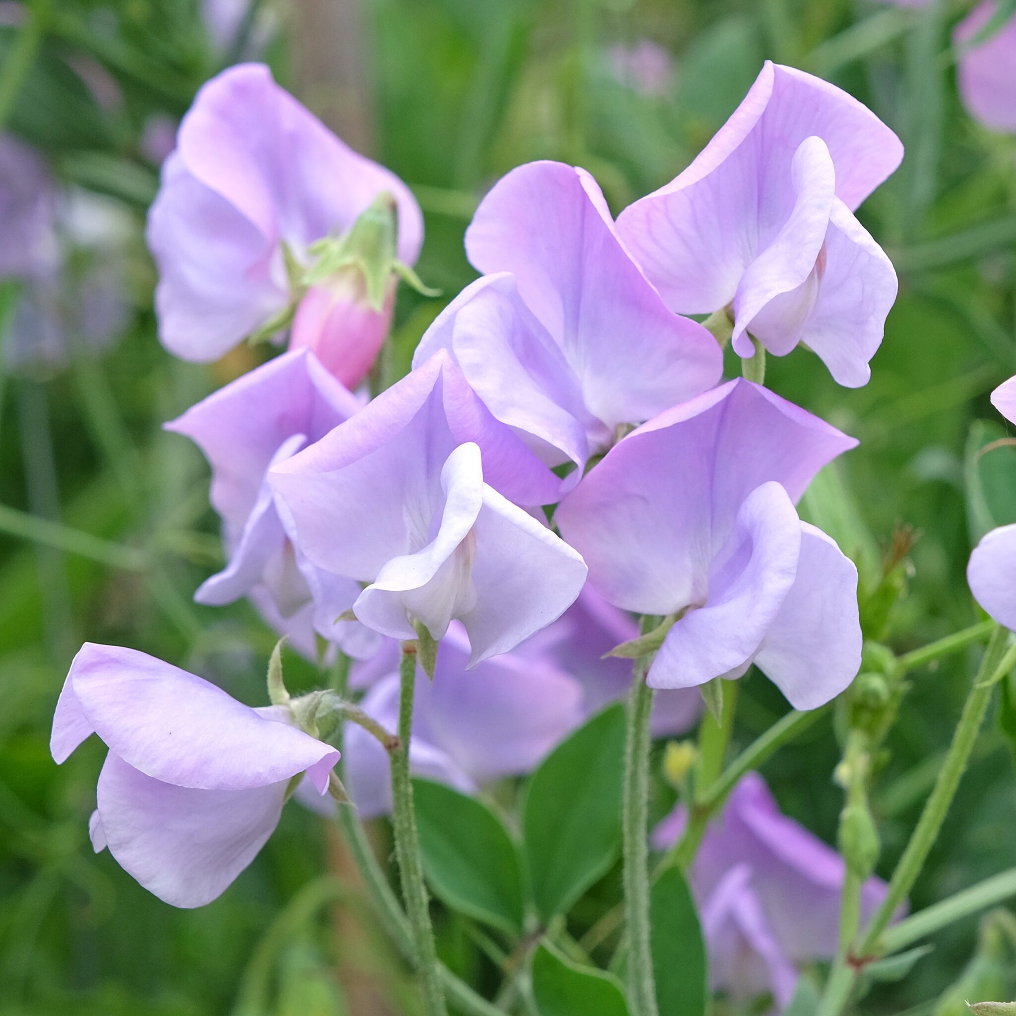 Sweet Pea Florist Mix - Image 7