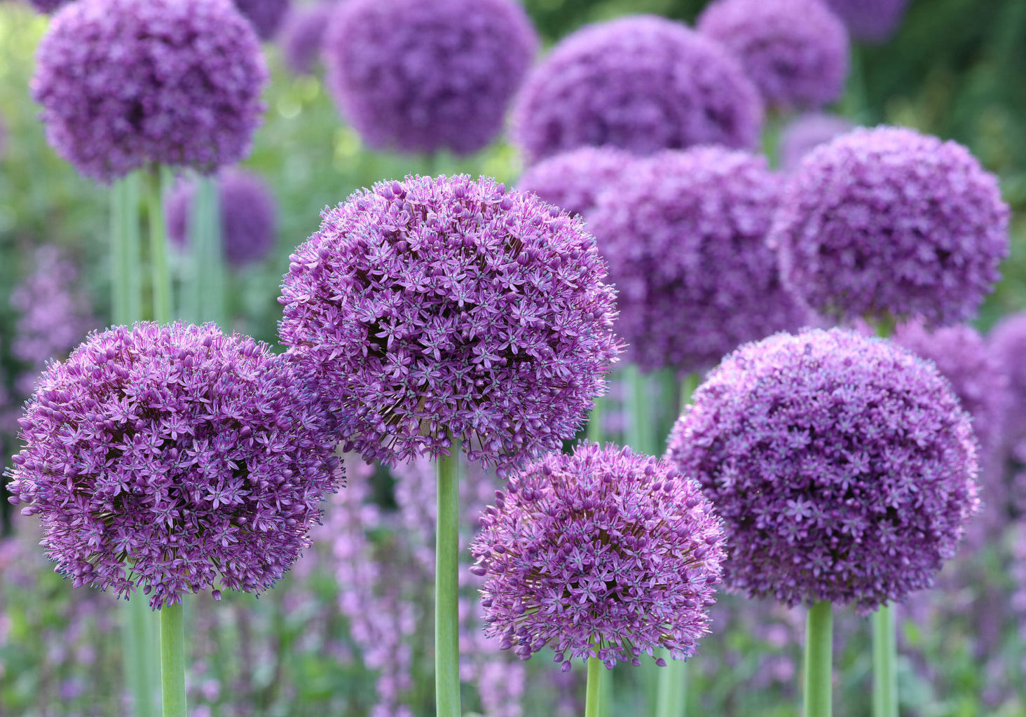 Closeup of the large round flower heads of the spring flowering perennial garden bulb Allium Gladiator.