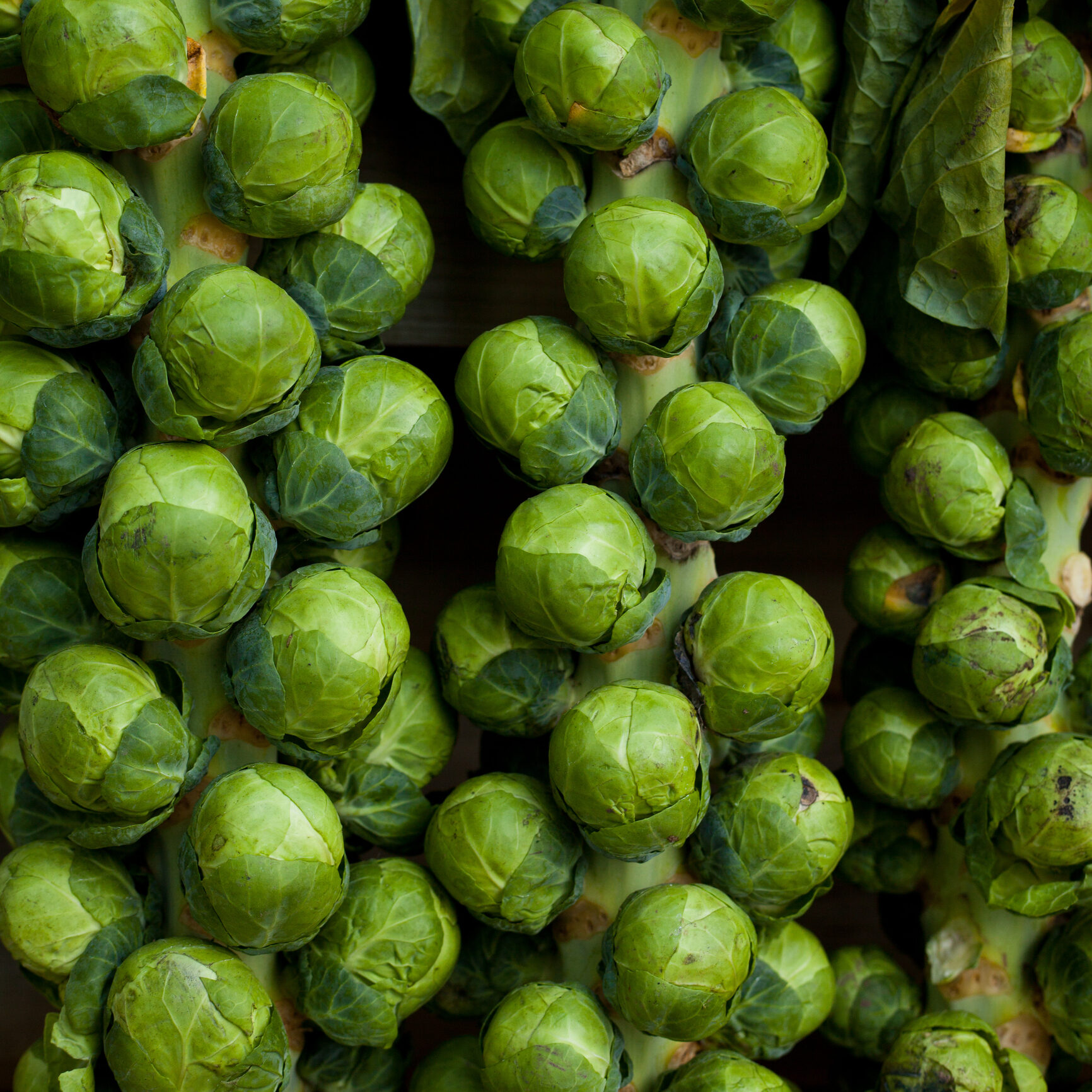 Brussel Sprouts on long sticks, kind of cabbage in farm shop, just after harvest. Traditional british meal for Christmas.