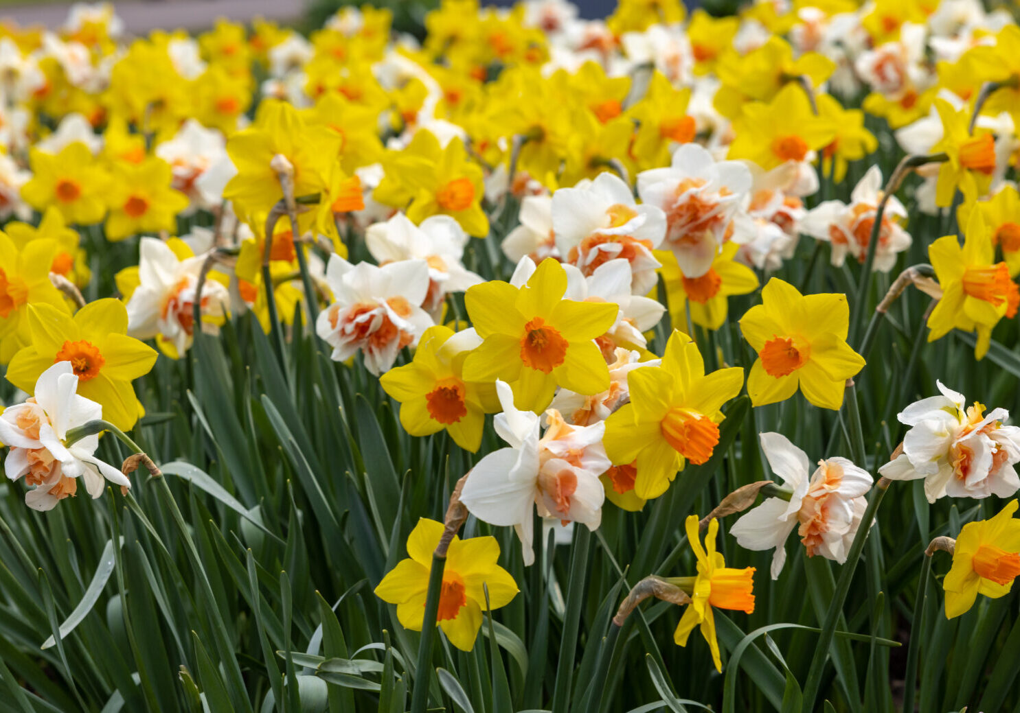 yellow and white daffodils flowers blooming in a garden