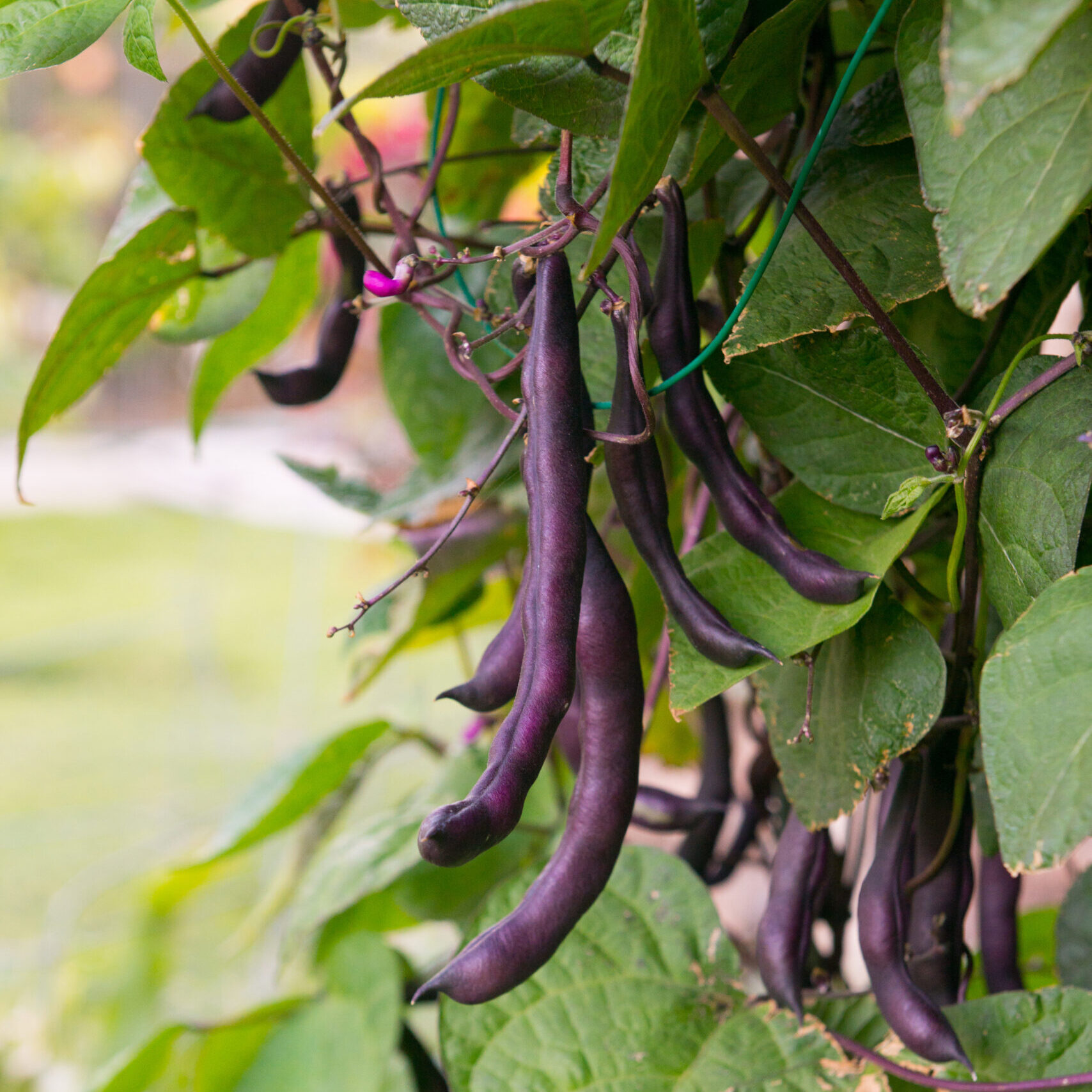 Special heirloom "purple" green beans