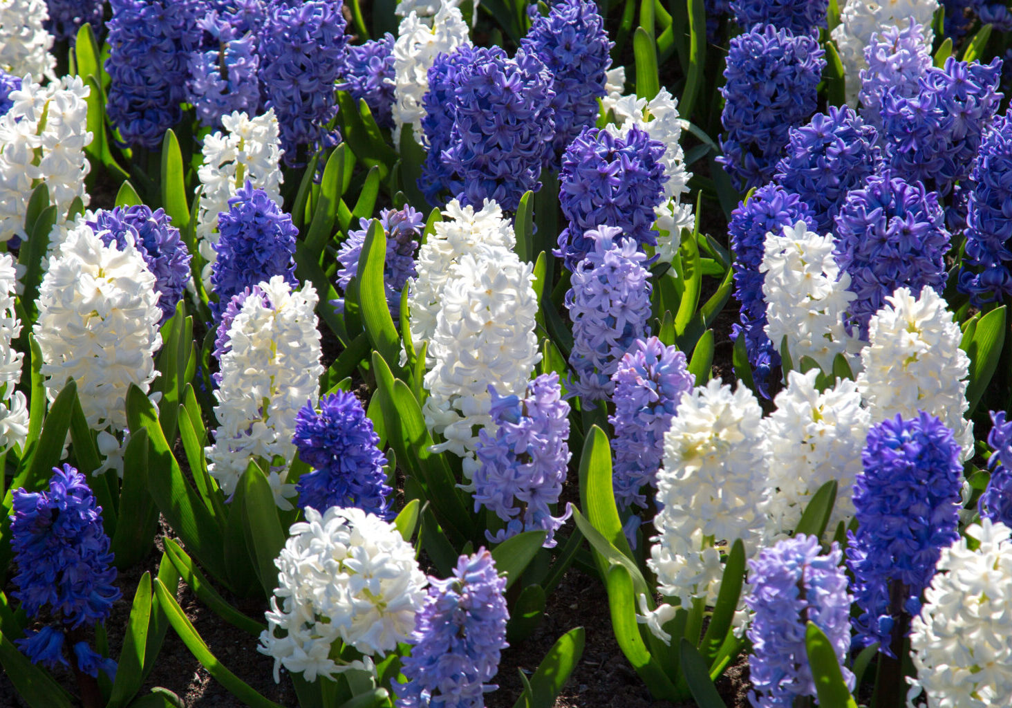 flowers in holland garden Keukenhof, Netherlands