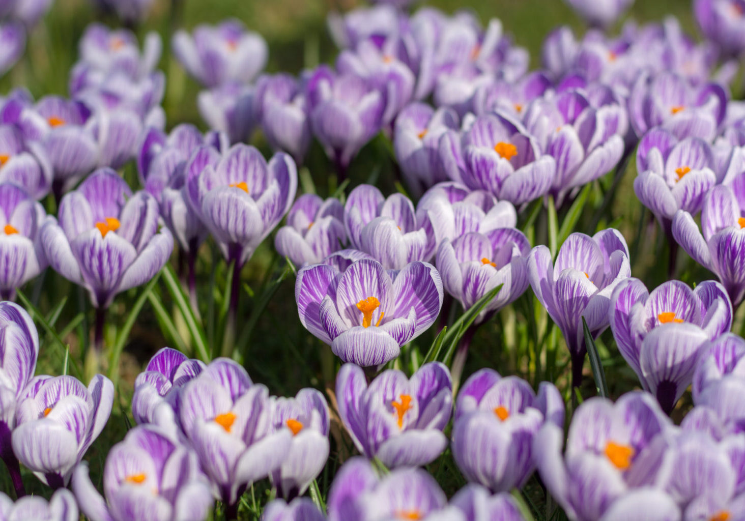 Spring purple crocus flowers on green grass, spring season in Holland