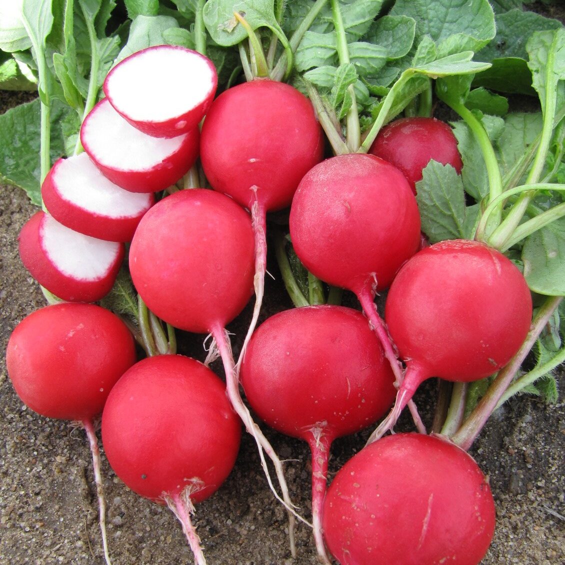 Radish Cherry Belle (organic)