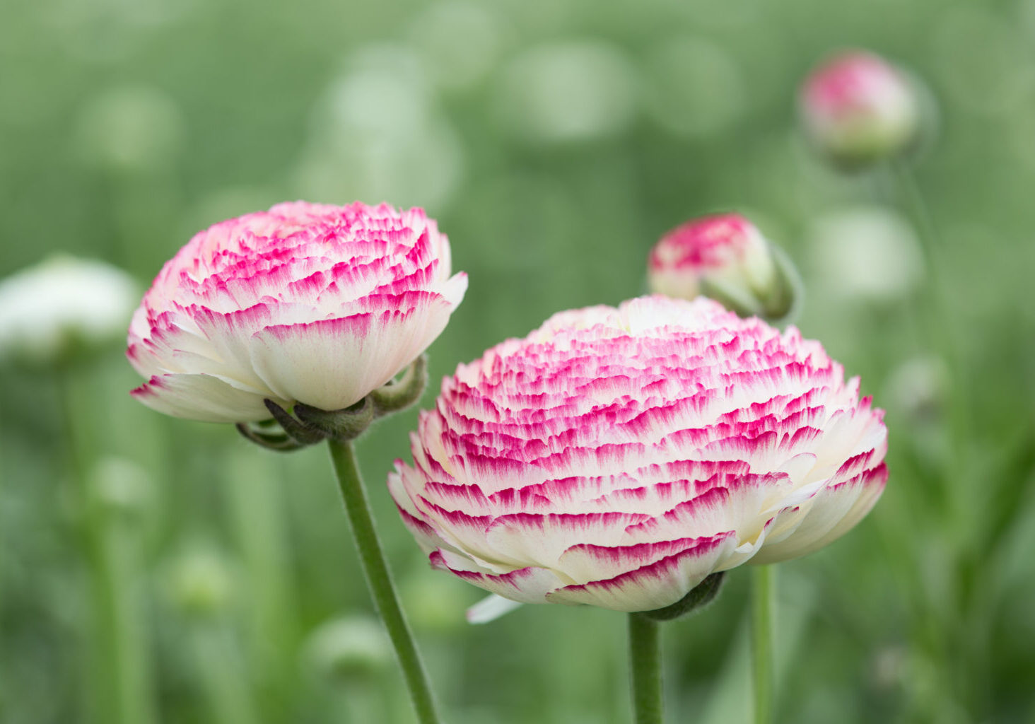 Cultivation of purple buttercup in a Dutch greenhouse, photo with selective focus