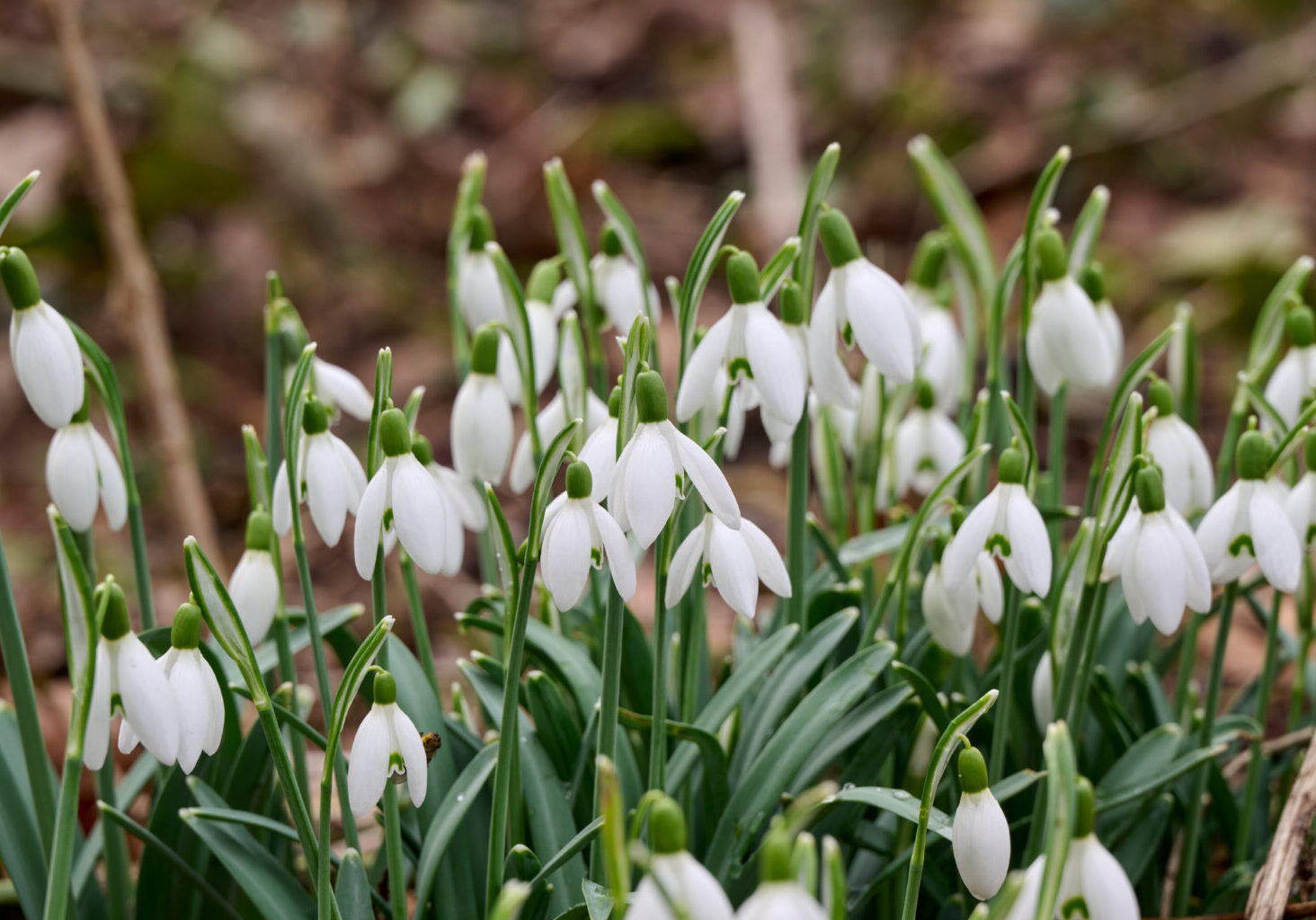 spring flowers Galanthus Woronowii in the forest