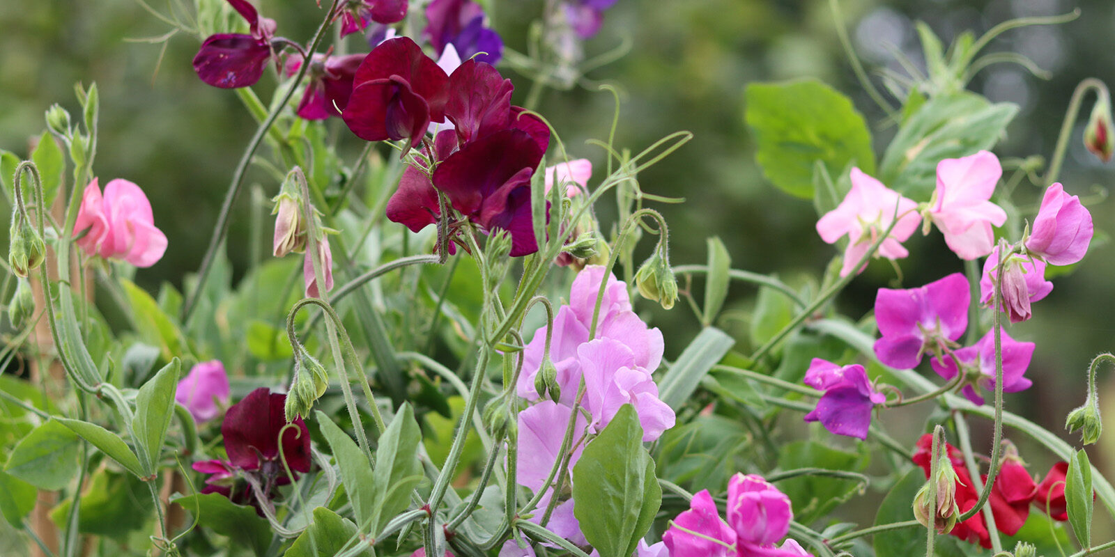 Colourful mixed sweet peas in a cottage garden