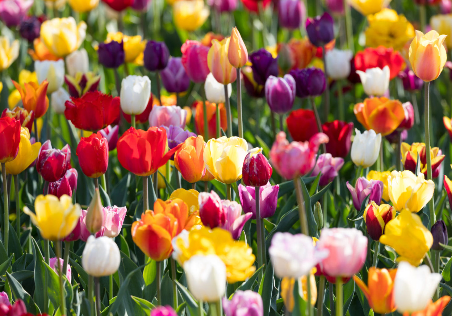 Colorful tulips in spring