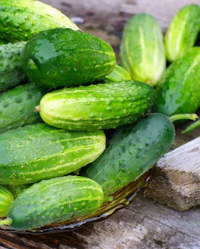 Cucumber sowing season is coming to a close! 🥒✨
 
With 20 varieties to choose from we offer a huge selection of cucumbers to meet your pickling, slicing and snacking needs.
 
Don’t miss out on growing these prolific vegetables this year - grab your seeds whilst you still can! 🌱
 
#cucumberseeds #vegetableseeds #cucumbers #springsowing #gardening #garden #premierseedsdirect #growthebest