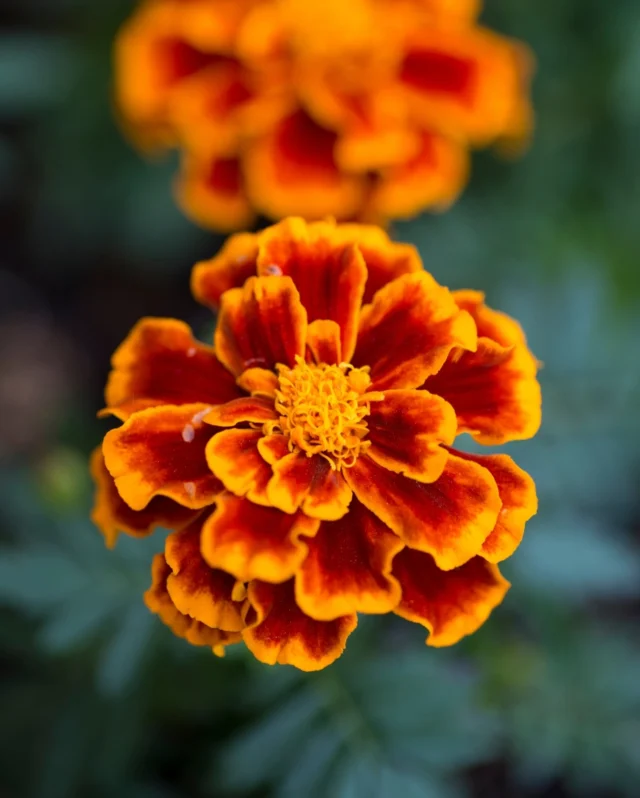 Here at Premier Seeds Direct we love companion planting🌸
 
Planting flowers and veg between crops not only brings variety and colour to your patch, but they also help:
 
🐝Attract extra pollinators
🪰Naturally reduce pests and protect crops
🪱Improve soil health
🍅Increase Yields
 
Here are some of our favourite companion planting duos:
 
🌱Marigolds & Tomatoes
🌱Onions & Carrots
🌱Nasturtium & Kale
🌱Calendula & Sweetcorn
 
How do you companion plant? Let us know in the comments.
 
#companionplanting #springsowing #vegetableseeds #flowerseeds #premierseedsdirect #growthebest