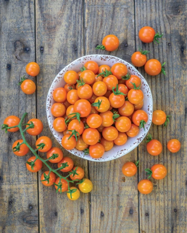 It’s your final countdown to sow tomatoes! 🍅🚨
 
Although we recommend sowing tomatoes as early as possible to get longer harvest periods, there’s still time to order and sow your seeds now before it’s too late!

Not sure which varieties to grow? Choose from our affordable blight resistant, heirloom, or container bundles to suit your growing needs. ☀️
 
#tomatoseeds #tomatoes #springgrowing #gardening #garden #vegetableseeds #premierseedsdirect #growthebest