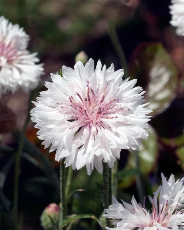 Cornflowers: This or that? 🌱💐
 
Here are two of our bestselling Cornflowers, both just as beautiful as each other but incredibly contrasting! 
 
Cornflower - Cyanus White
🌼Flowers: Delicate double white flowers.
🌱Height: 80-100 cm
🐞Drought resistant and abundant flowering.
 
Cornflower - Black Ball
🌼Flowers: Beautiful, rich crimson flowers.
🌱Height: 75 cm
🐞The perfect cottage garden flower, an elegant cut flower.
 
Struggling to decide? Try our Cornflower - Frosty Mix which offers a stunning range of flowers in colour ranging from dark maroon - blue - white.
 
#cornflowers #cornflowerseeds #maysowing #gardening #flowers #springgardening