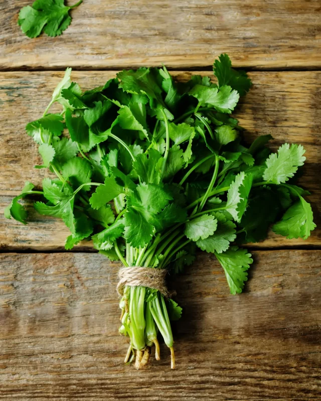 The ultimate trio for a fragrant and flavourful space 🌿✨

Thinking of growing herbs this season? Why not try:
 
⭐️Coriander - Grown for its aromatic seeds and citrus flavoured leaves

⭐️Basil - Prized for its spicy taste and delicate scent

⭐️Mint Egyptian - One of the strongest and sweetest types of mint
 
Compliment your dishes with homegrown herbs - from rich Mint to the fragrant notes of Coriander, these seeds are an absolute must-have!
 
#herbseeds #mintseeds #corianderseeds #basilseeds #growyourown #premierseedsdirect #growthebest