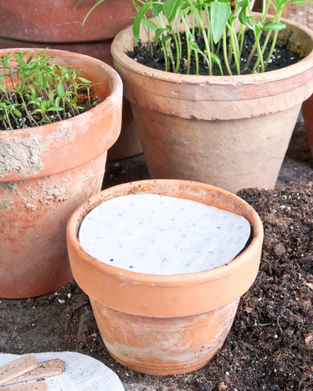 Herbs made easy 🌿🪄
 
Our 5 herb disc collection is an effortless way for you to grow your favourite culinary herbs on your windowsill, patio or in your herb garden!
 
These discs keep things simple; by just placing them individually into 10cm pots and covering lightly with soil and water, you can sit back and watch your herbs grow quickly.
 
With Basil Genovese, Basil Dark Opal, Coriander, Chives, and our favourite Italian Flat Leaf Parsley, add your homegrown herbs to your summer dishes this season! 🌱☀️

Tip💡 - Enjoy extra harvests of your herbs by picking the tips little and often to encourage regrowth. 
 
#herbseeds #basilseeds #herbgarden #herbdiscs #corianderseeds #chiveseeds #parsleyseeds #insidegrowing #premierseedsdirect #growthebest