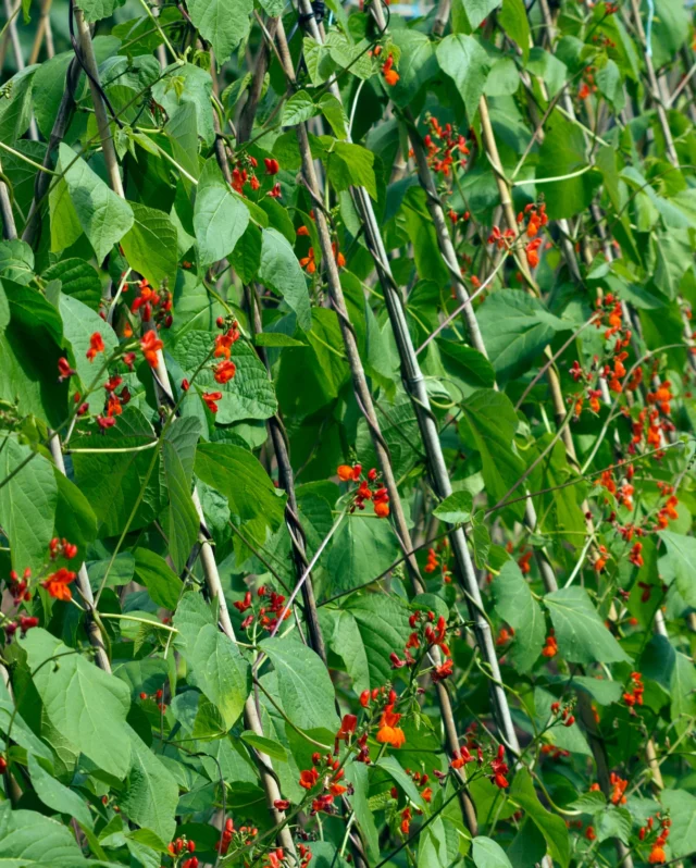 It’s bean time! 🫘⏰
 
Beans love warm soil, and they thrive when planted after the last frost, which means now is the prime time to sow.
 
Not only are these plants quick to grow and easy to care for, but they also give back to your soil - enriching your beds with plenty of nitrogen. 🪱☀️
 
So, whether you’re after climbing varieties or bush types, kickstart a harvest full of crisp, delicious pods and grab your seeds now!
 
#beans #frenchbeans #runnerbeans #springsowing #maygardening #vegetableseeds #premierseedsdirect #growthebest