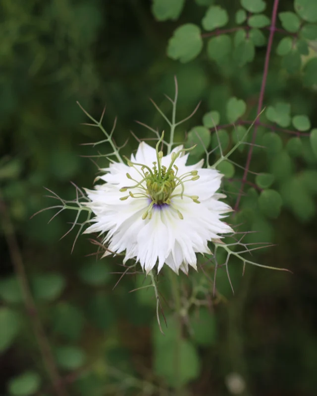 ⭐Flower Spotlight: Nigella Love In A Mist White⭐
 
This beauty is one of the most popular and reliable self-seeding annuals and good news - it can still be direct sown this month! 👩‍🌾
 
From June these plants produce an abundance of pure white flowers with a purple-hued centre that are often used to add texture to dried flower arrangements.✨
 
Why we love it:
 
🌹An ideal companion plant for roses
🌸A long lasting cut flower
🪴Suitable for pot/container growing
 
Are you growing Nigella this season?
 
#nigella #nigellaseeds #flowerseeds #maygardening #premierseedsdirect #growthebest