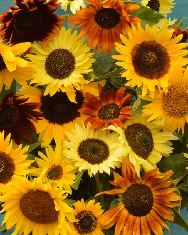 Limited garden space? Create a pocket-sized paradise this May! 🪴🐝
 
For small spaces dwarf flower varieties are ideal - they thrive in containers, pots and even the snuggest of corners. With a little sunlight and regular watering, you can enjoy a vibrant display in no time!
 
Some of our picks include:
 
Sunflower Dwarf Fantasy Mix 🌻 - Compact but still full of sunshine energy 
Cornflower Polka Dot Mix 🌸 - Bright pops of colour that bloom for weeks
Nasturtium Ladybird Cream Purple 🌼 - Gorgeous flowers that are great for pollinators
Marigold Durango Red 🌺 - Vibrant and easy to grow in any space
 
Who says you need a big space to grow something beautiful?
 
#dwarfflowers #maygarden #smallspacegarden #maysowing #flowerseeds #premierseedsdirect #growthebest