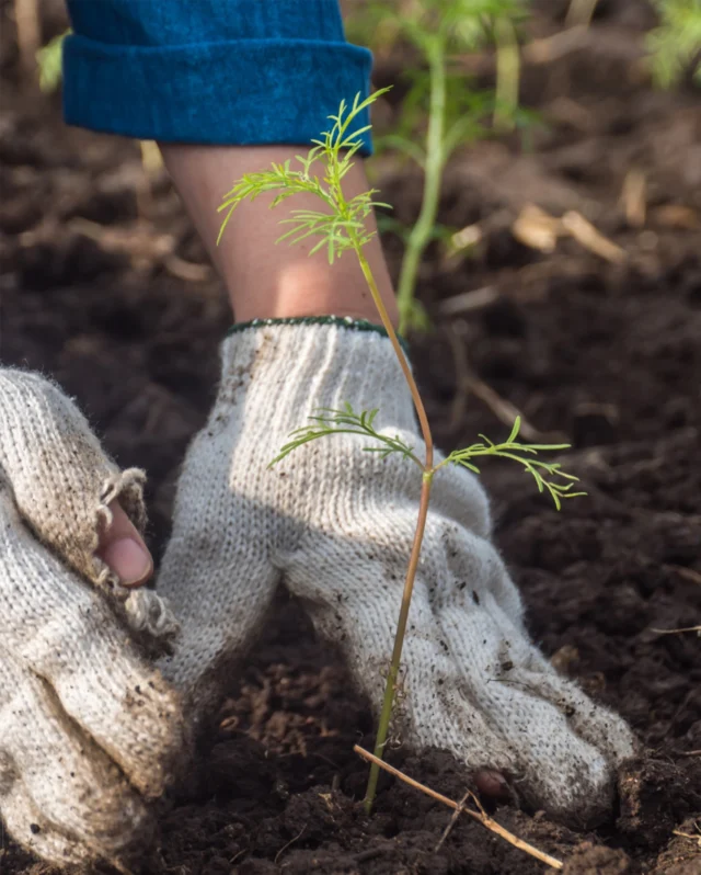 Time to pinch! ✂️
 
If your Cosmos are getting leggy and a bit too eager to reach for the skies, then it’s time to pinch them out. Help them grow into strong, bushy plants by giving them a trim and sniping off leaves for more side shoots! 🌱
 
Bushier plants = more stems, and more stems = more flowers in late summer (and we all dream of those long-lasting blooms). 🌸
 
So, grab your snips and get started on those seedlings!
 
#cosmos #cosmosseeds #maygardening #pinchingout #gardeningjobs #flowerseeds #premierseedsdirect #growthebest