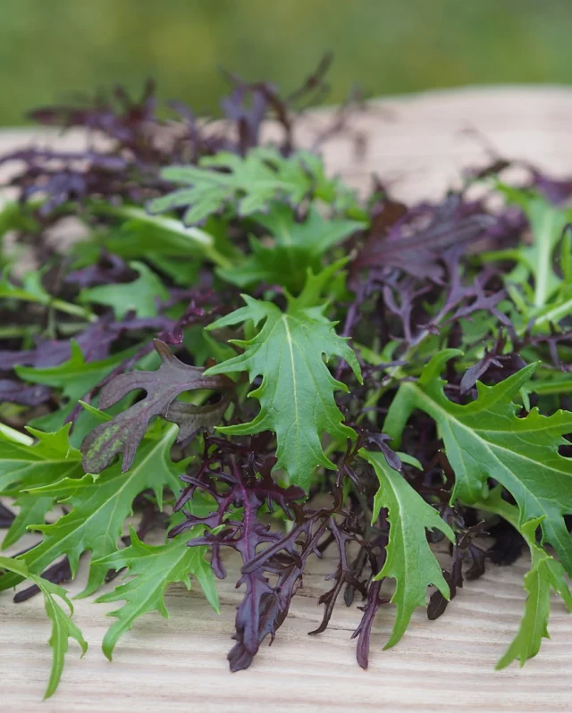 Spice up your garden 🪏🌿
 
Have you tried growing our mustard mixes yet?
 
Not only are they packed full of punchy flavour, they’re also fast growing, cold-hardy and productive filler plants. 🥗
 
So why not give one of our new mixes a try:
 
Mizuna Mix - These fringed, feathery leaves have a subtle, mildly spicy flavour and can be harvested throughout Autumn and Winter.
 
Salad Leaf Tasty Mix - Complementary varieties with similar growth rates, this vibrant mix is ideal for adding a spicy kick to baby leaf salads.
 
#mustardseeds #saladmixes #mustardmixes #gardening #growingmustard #premierseedsdirect #growthebest